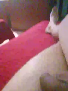 Hiddenstefi  live sex cam