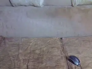 Pearl04  live sex cam