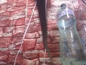 Zlatkovna  live sex cam