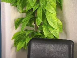 RozellaRiviere  live sex cam