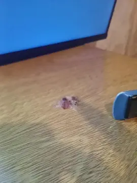 Venussoft  live sex cam