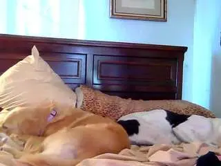 Paisleyday  live sex cam