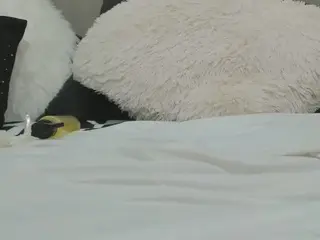 Boobies4fun  live sex cam