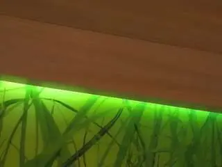 Veronabensley  live sex cam