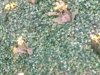 Nenekacurvy69  live sex cam