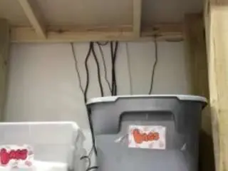 P3achypie  live sex cam
