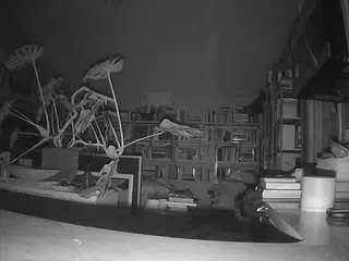 Voyeurcam-bridgetleewalters-02  live sex cam