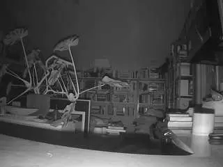 Voyeurcam-bridgetleewalters-02  live sex cam