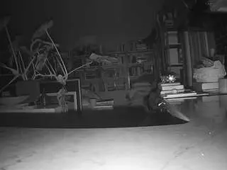 Voyeurcam-bridgetleewalters-02  live sex cam