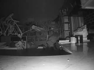 Voyeurcam-bridgetleewalters-02  live sex cam