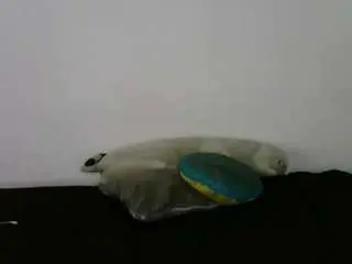 Violetahot1xxx  live sex cam
