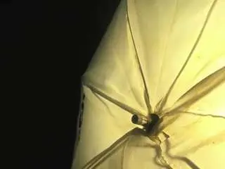 Milfcomesfirst  live sex cam