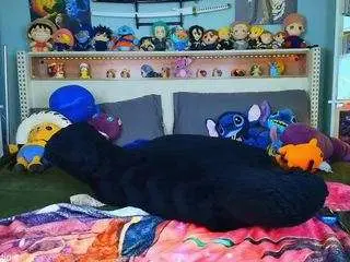 Starryari69  live sex cam