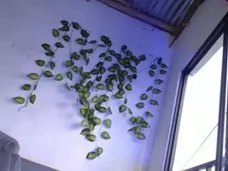 Shanon-hughes  live sex cam