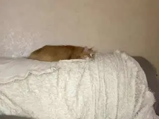 Liannemichener  live sex cam