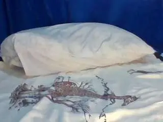 Busty-bee  live sex cam