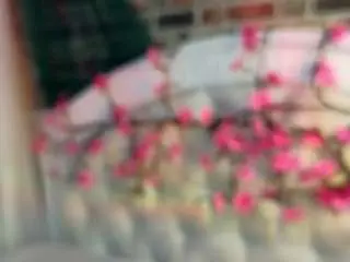 Sallyecha  live sex cam