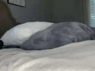 Essenceblaque  live sex cam