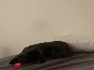 Sweetjerkins  live sex cam
