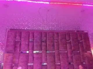 Leiawong  live sex cam