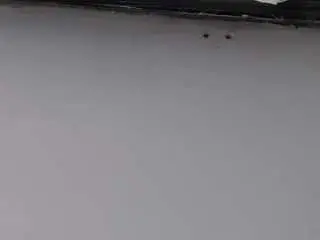 Noellehartley  live sex cam