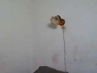 Lilianpaschel  live sex cam