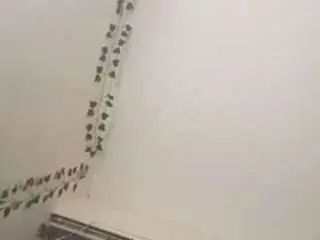 Jeyssiwest  live sex cam