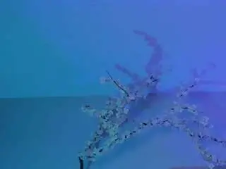 Emmywilliams  live sex cam