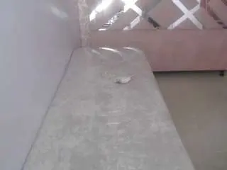 Kiarastar-ch  live sex cam