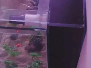 Voyeurcam-casa-salsa-kitchen  live sex cam