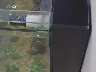 Voyeurcam-casa-salsa-kitchen  live sex cam