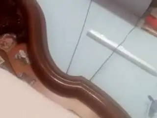 Kikaporca  live sex cam