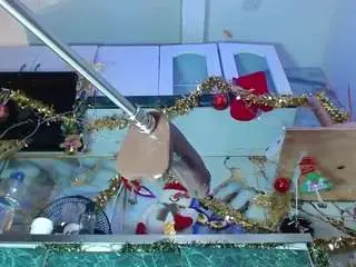 Bigass-dayla  live sex cam