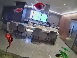 Voyeurcam-casa-salsa-fishtank  live sex cam