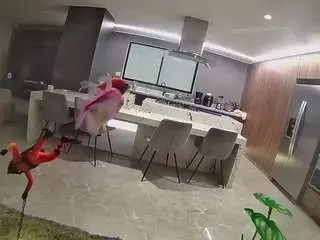 Voyeurcam-casa-salsa-fishtank  live sex cam