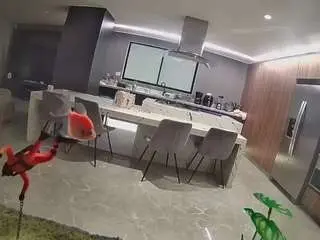 Voyeurcam-casa-salsa-fishtank  live sex cam