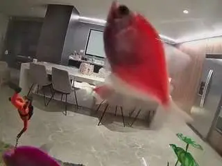 Voyeurcam-casa-salsa-fishtank  live sex cam