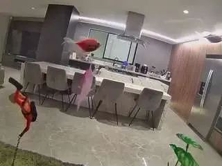 Voyeurcam-casa-salsa-fishtank  live sex cam