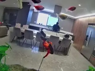 Voyeurcam-casa-salsa-fishtank  live sex cam