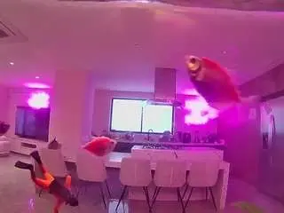 Voyeurcam-casa-salsa-fishtank  live sex cam