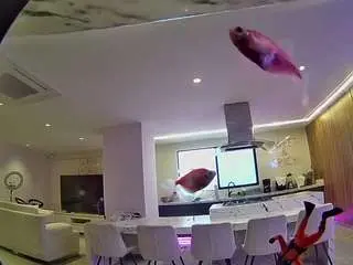 Voyeurcam-casa-salsa-fishtank  live sex cam