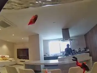 Voyeurcam-casa-salsa-fishtank  live sex cam