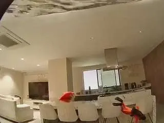 Voyeurcam-casa-salsa-fishtank  live sex cam