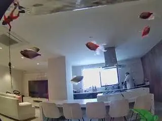 Voyeurcam-casa-salsa-fishtank  live sex cam