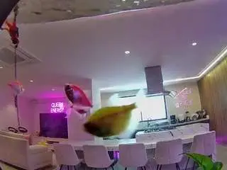 Voyeurcam-casa-salsa-fishtank  live sex cam