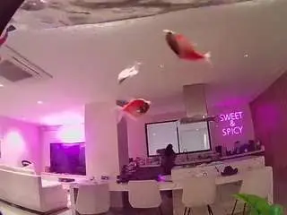 Voyeurcam-casa-salsa-fishtank  live sex cam