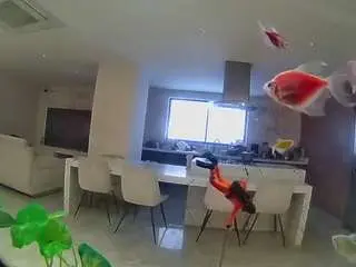 Voyeurcam-casa-salsa-fishtank  live sex cam