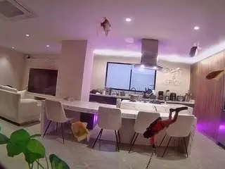 Voyeurcam-casa-salsa-fishtank  live sex cam