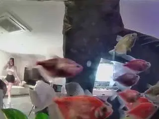 Voyeurcam-casa-salsa-fishtank  live sex cam