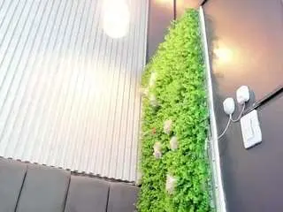 Laylabbw  live sex cam